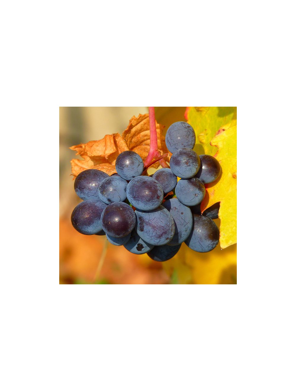 Buiten Sinis Pathologisch Blauwe druif kopen - Blauwe druif - Vitis labrusca Mika bestellen