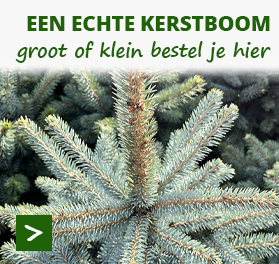 Je kerstboom koop je online bij moestuinenbloem.nl